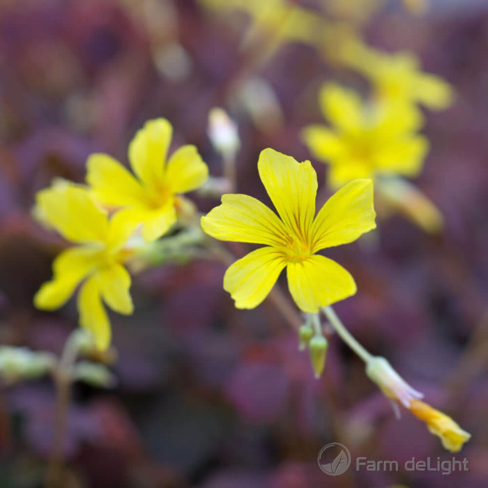 Oxalis Flowers