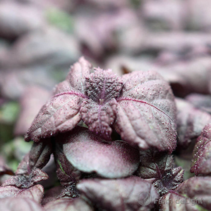 Shiso Red
