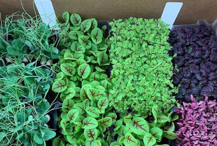 Farm Delight Michelin Guide Box of Cress/Microgreens